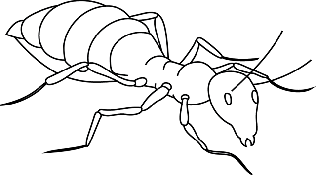 Coloring page: Ant (Animals) #6918 - Free Printable Coloring Pages