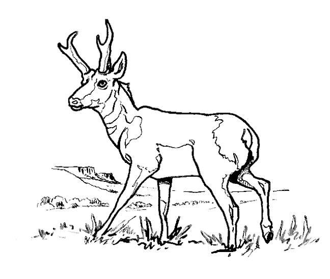 Coloring page: Antelope (Animals) #22588 - Free Printable Coloring Pages