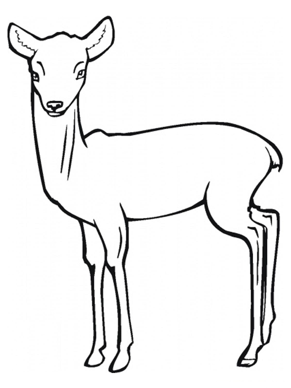 Coloring page: Antelope (Animals) #22595 - Free Printable Coloring Pages