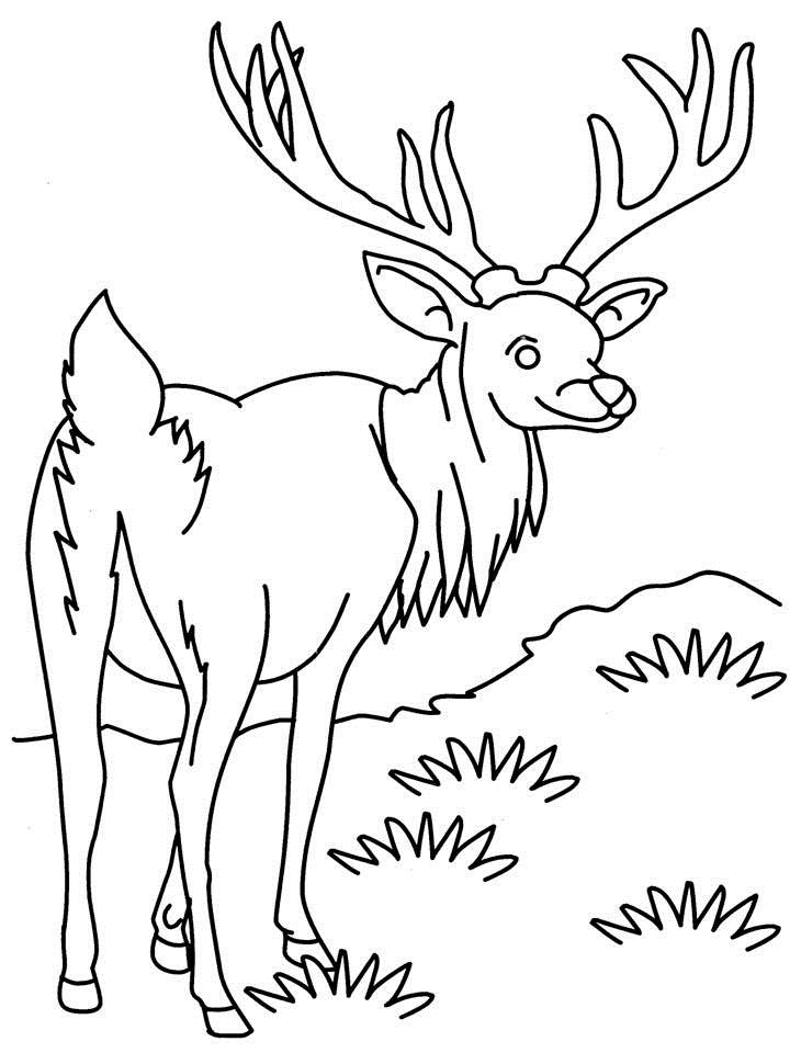 Coloring page: Antelope (Animals) #22603 - Free Printable Coloring Pages