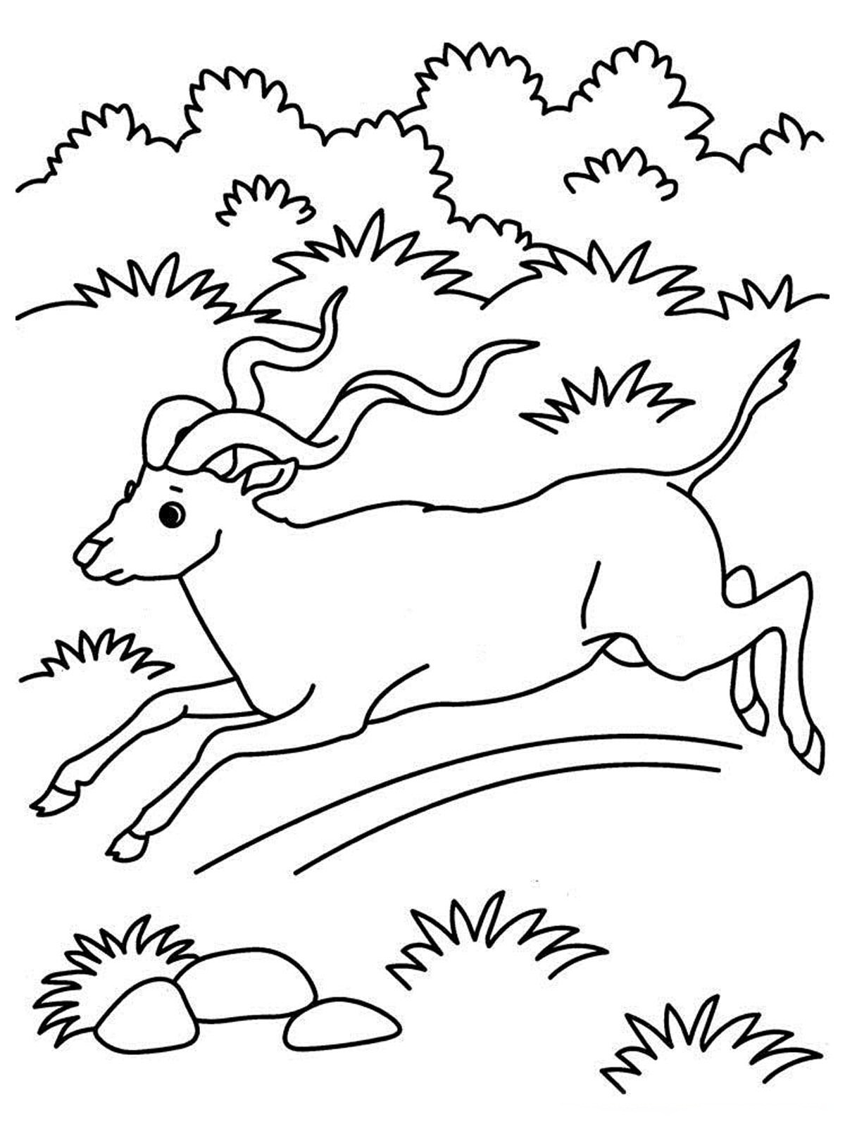 Coloring page: Antelope (Animals) #22607 - Free Printable Coloring Pages