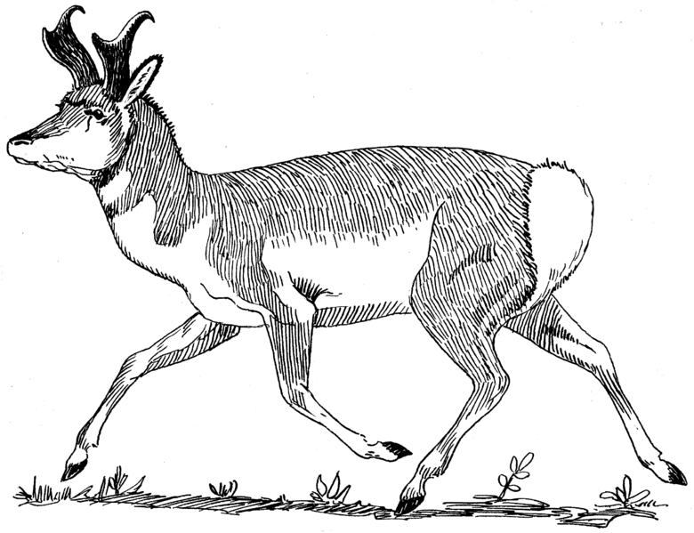 Coloring page: Antelope (Animals) #22614 - Free Printable Coloring Pages