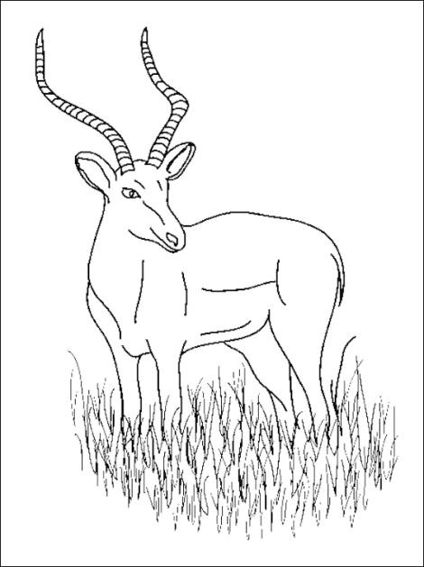 Coloring page: Antelope (Animals) #22672 - Free Printable Coloring Pages