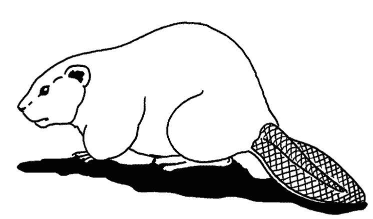 Coloring page: Beaver (Animals) #1596 - Free Printable Coloring Pages