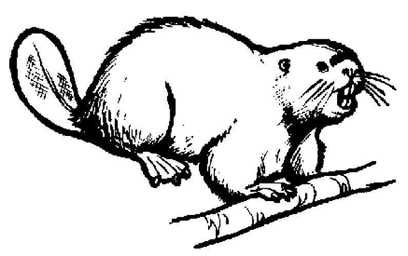 Coloring page: Beaver (Animals) #1608 - Free Printable Coloring Pages
