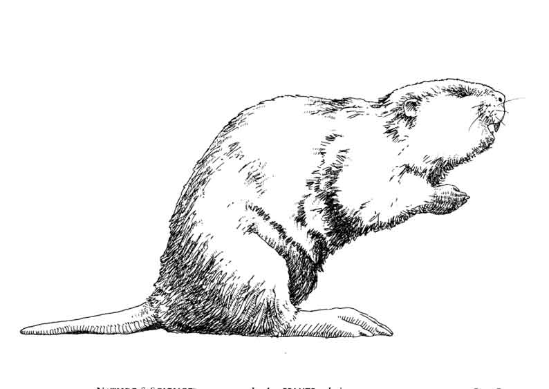 Coloring page: Beaver (Animals) #1635 - Free Printable Coloring Pages