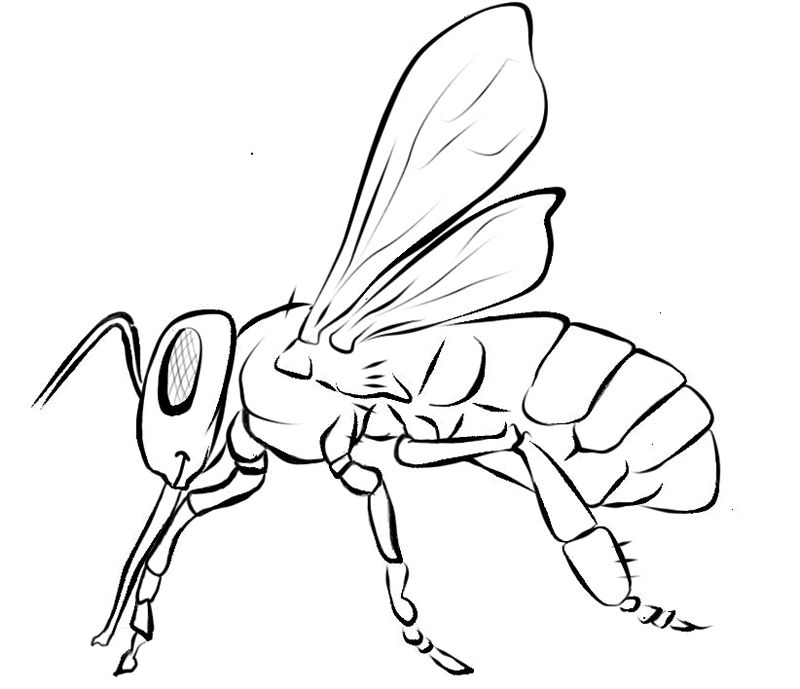 Coloring page: Bee (Animals) #125 - Free Printable Coloring Pages