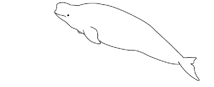 Coloring page: Beluga (Animals) #1040 - Free Printable Coloring Pages