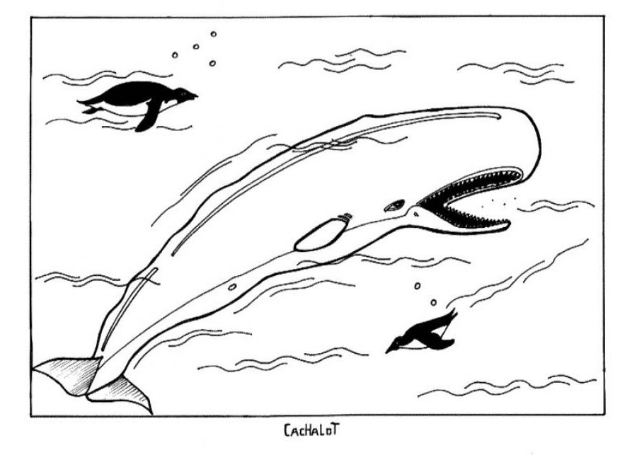 Coloring page: Beluga (Animals) #1046 - Free Printable Coloring Pages