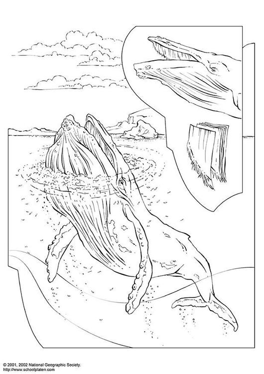 Coloring page: Beluga (Animals) #1052 - Free Printable Coloring Pages