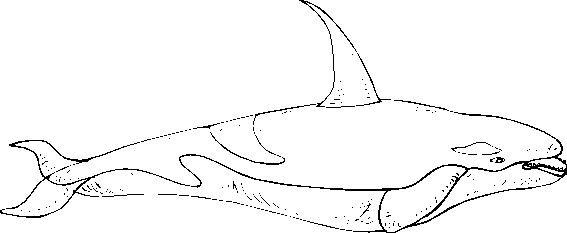 Coloring page: Beluga (Animals) #1054 - Free Printable Coloring Pages