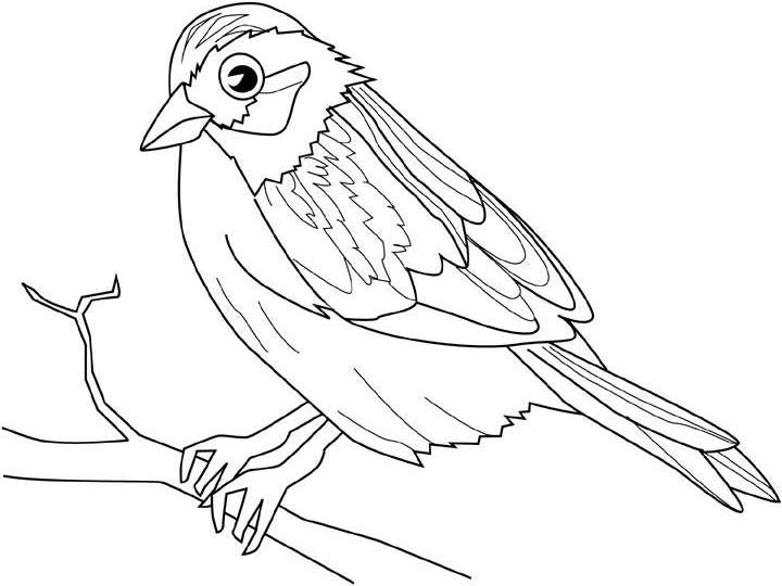 Coloring page: Birds (Animals) #11961 - Free Printable Coloring Pages