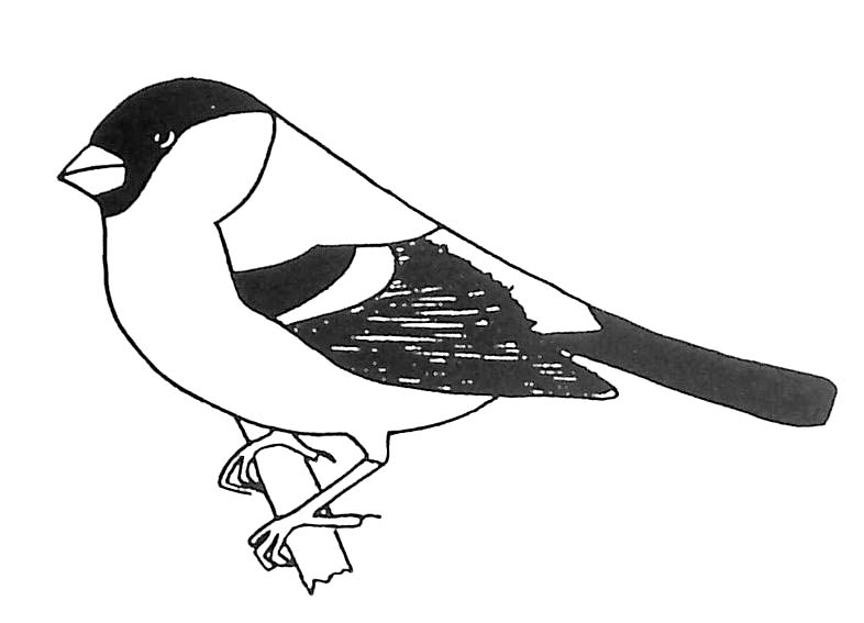 Coloring page: Birds (Animals) #12019 - Free Printable Coloring Pages