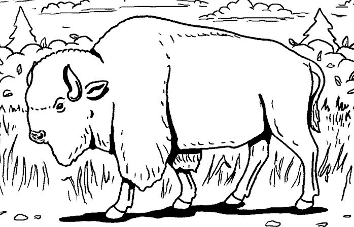 Coloring page: Bison (Animals) #1193 - Free Printable Coloring Pages