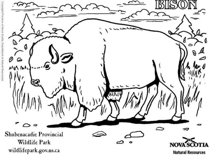 Coloring page: Bison (Animals) #1202 - Free Printable Coloring Pages
