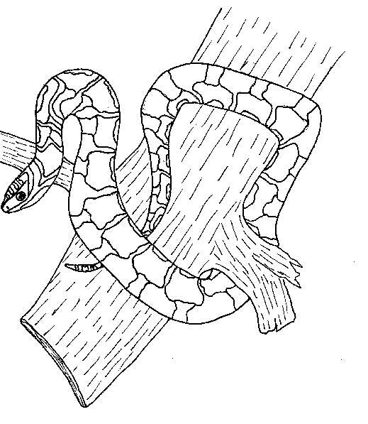 Coloring page: Boa (Animals) #1304 - Free Printable Coloring Pages