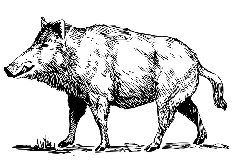 Coloring page: Boar (Animals) #14639 - Free Printable Coloring Pages