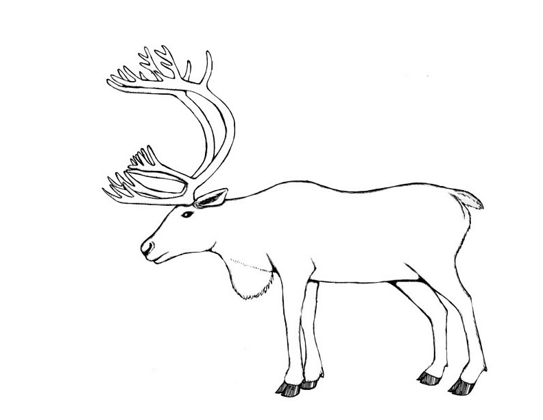 Coloring page: Caribou (Animals) #1545 - Free Printable Coloring Pages
