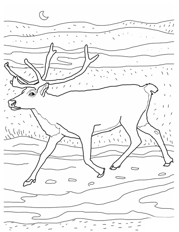 Coloring page: Caribou (Animals) #1559 - Free Printable Coloring Pages