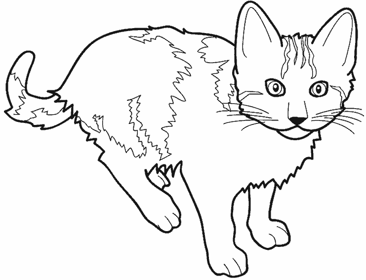Coloring page: Cat (Animals) #1781 - Free Printable Coloring Pages