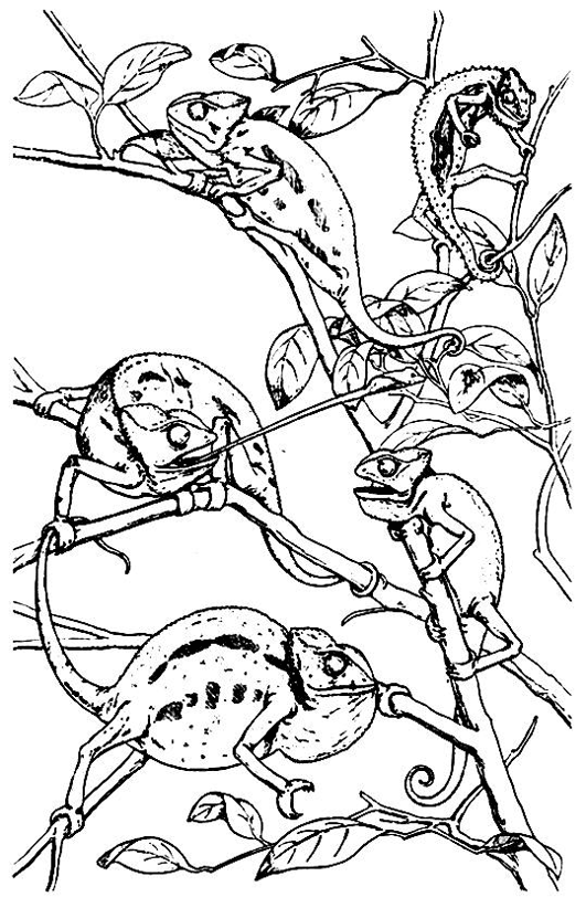 Coloring page: Chameleon (Animals) #1396 - Free Printable Coloring Pages