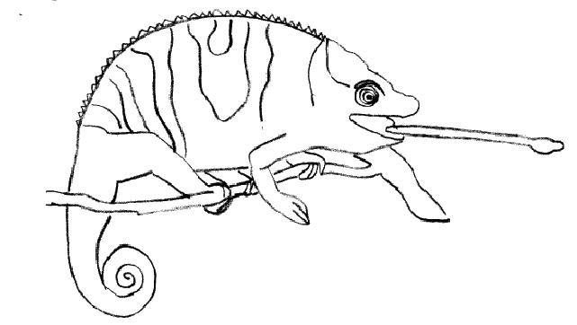 Coloring page: Chameleon (Animals) #1412 - Free Printable Coloring Pages