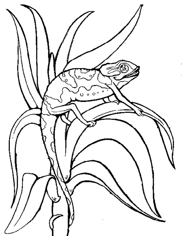 Coloring page: Chameleon (Animals) #1420 - Free Printable Coloring Pages