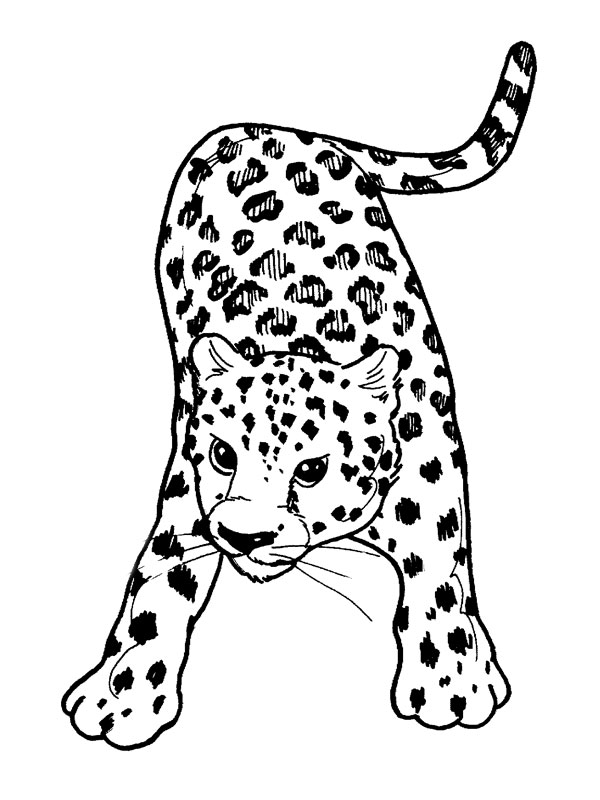 Coloring page: Cheetah (Animals) #7870 - Free Printable Coloring Pages