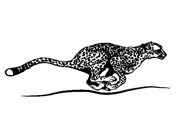 Coloring page: Cheetah (Animals) #7890 - Free Printable Coloring Pages