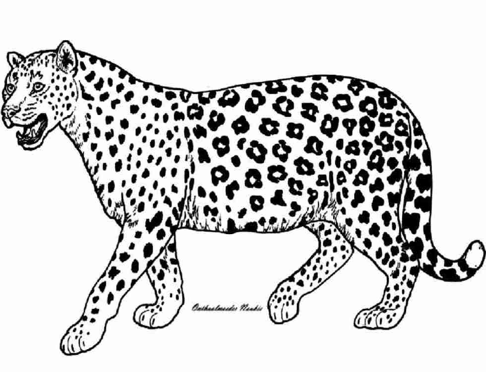 Coloring page: Cheetah (Animals) #7900 - Free Printable Coloring Pages