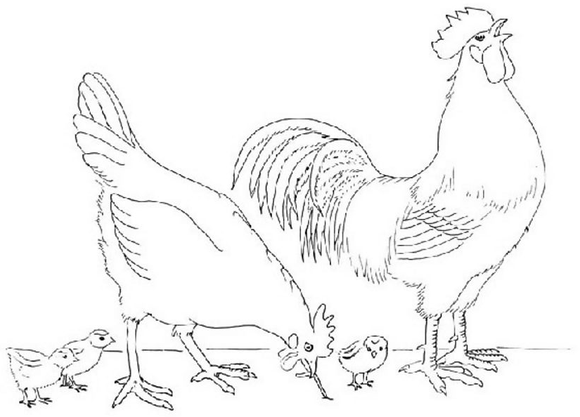 Coloring page: Chicken (Animals) #17390 - Free Printable Coloring Pages