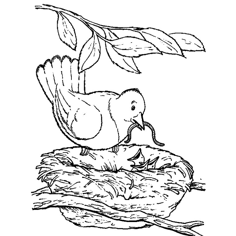 Coloring page: Chicks (Animals) #20146 - Free Printable Coloring Pages