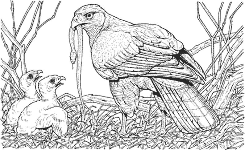 Coloring page: Chicks (Animals) #20360 - Free Printable Coloring Pages