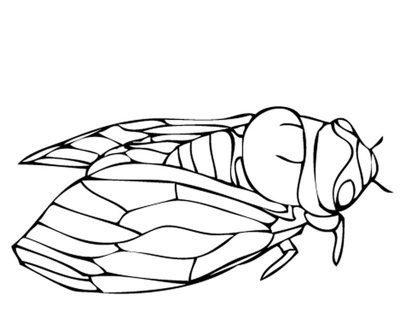 Coloring page: Cicada (Animals) #18441 - Free Printable Coloring Pages
