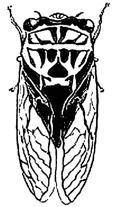 Coloring page: Cicada (Animals) #18448 - Free Printable Coloring Pages