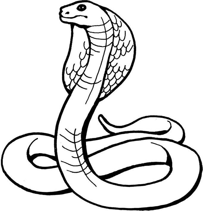 Coloring page: Cobra (Animals) #3223 - Free Printable Coloring Pages