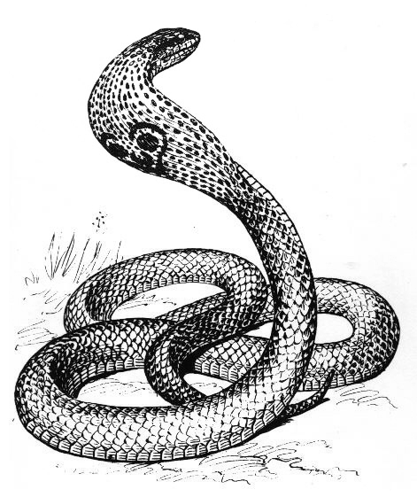 Coloring page: Cobra (Animals) #3301 - Free Printable Coloring Pages