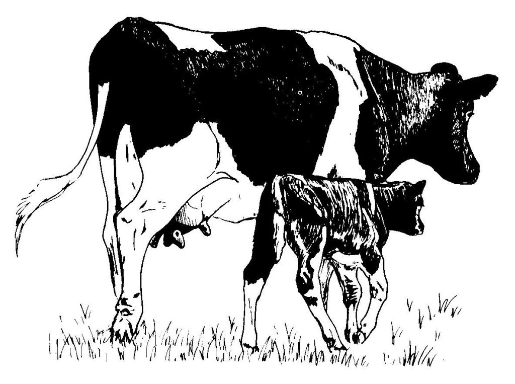 Coloring page: Cow (Animals) #13345 - Free Printable Coloring Pages