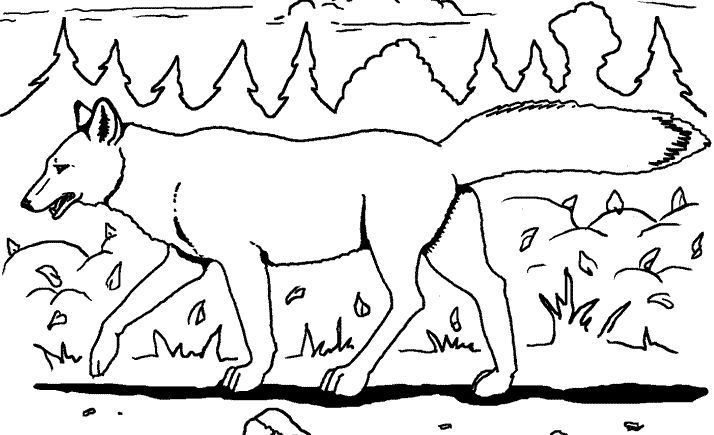 Coloring page: Coyote (Animals) #4498 - Free Printable Coloring Pages