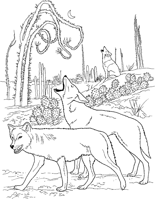 Coloring page: Coyote (Animals) #4550 - Free Printable Coloring Pages