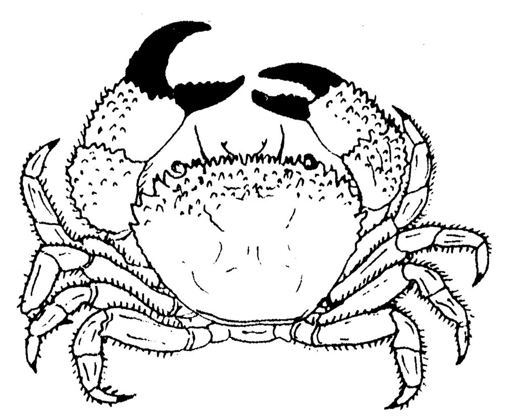 Coloring page: Crab (Animals) #4601 - Free Printable Coloring Pages