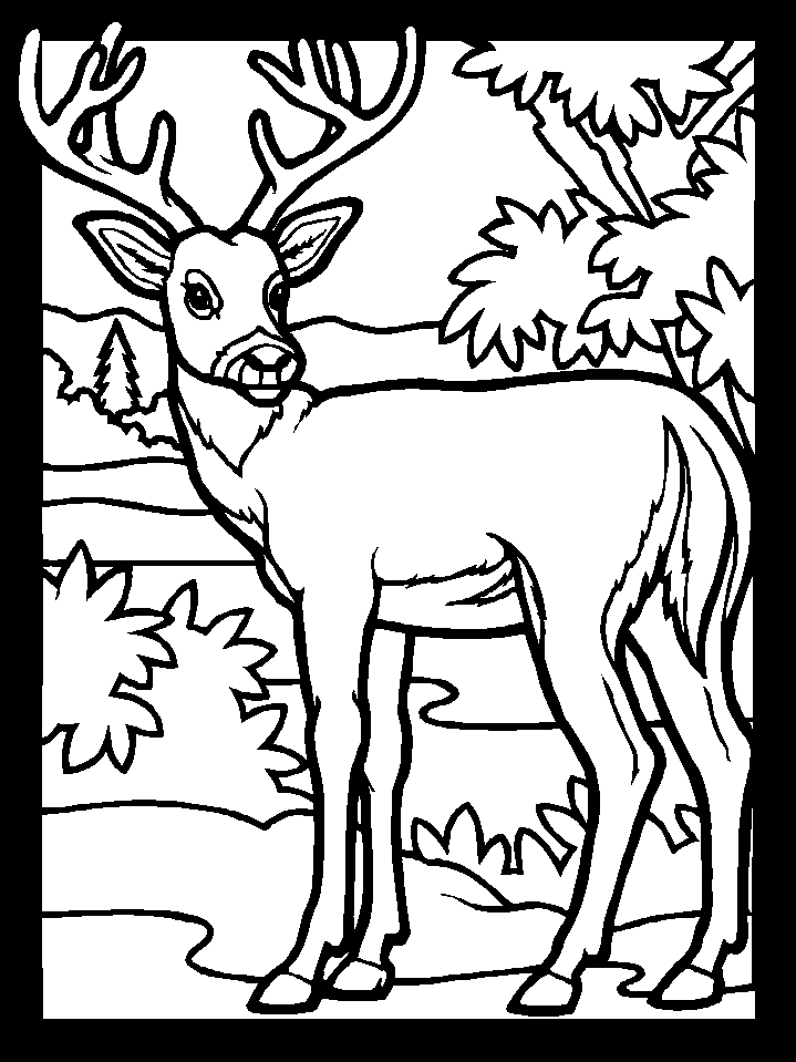Coloring page: Deer (Animals) #2577 - Free Printable Coloring Pages