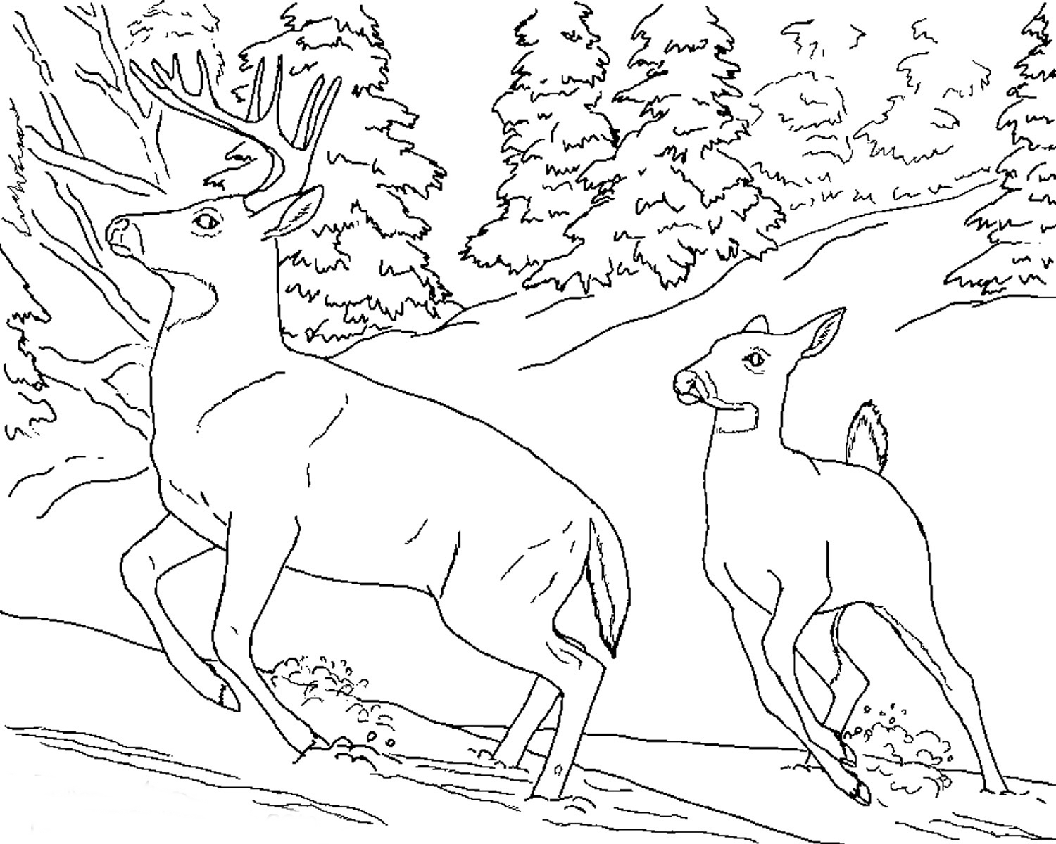 Coloring page: Deer (Animals) #2593 - Free Printable Coloring Pages