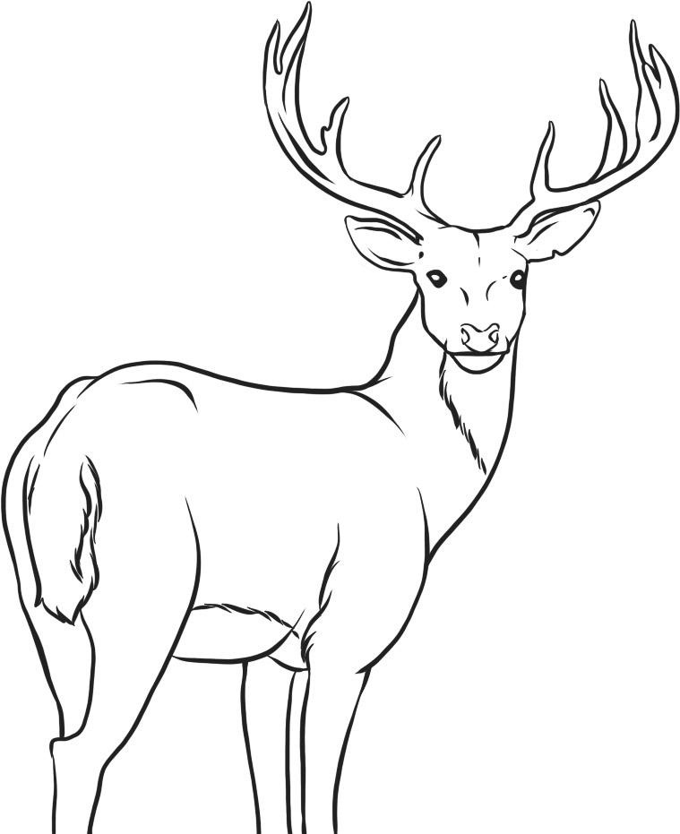 Coloring page: Deer (Animals) #2631 - Free Printable Coloring Pages