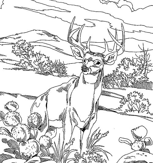 Coloring page: Deer (Animals) #2655 - Free Printable Coloring Pages
