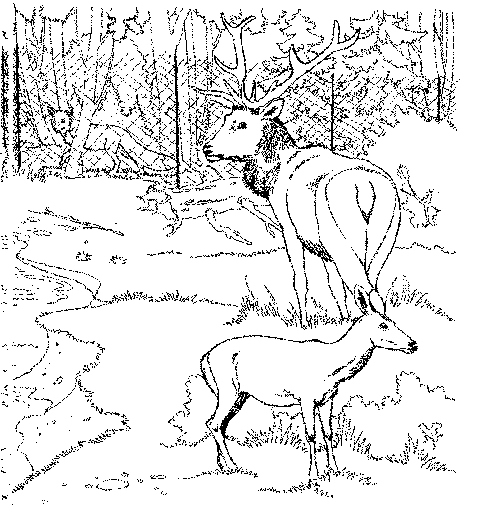 Coloring page: Deer (Animals) #2661 - Free Printable Coloring Pages