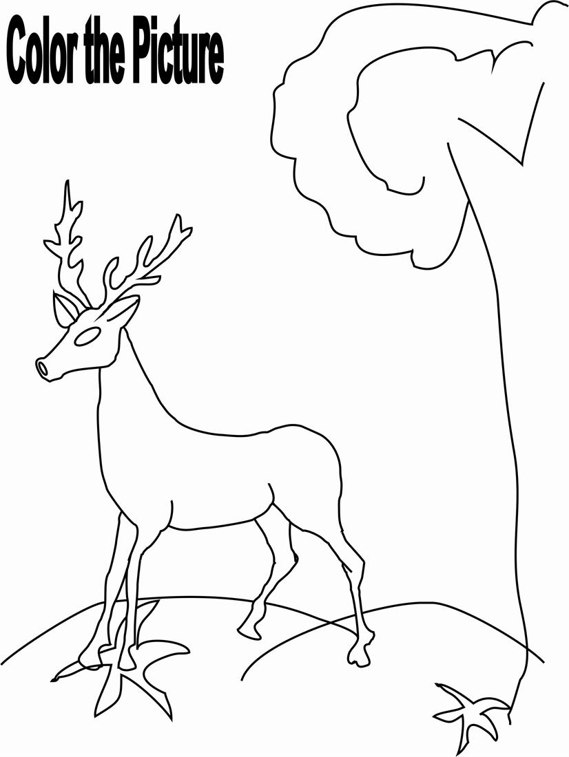 Coloring page: Deer (Animals) #2725 - Free Printable Coloring Pages