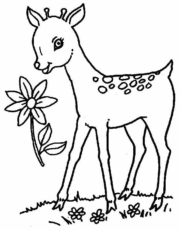 Coloring page: Doe (Animals) #1101 - Free Printable Coloring Pages