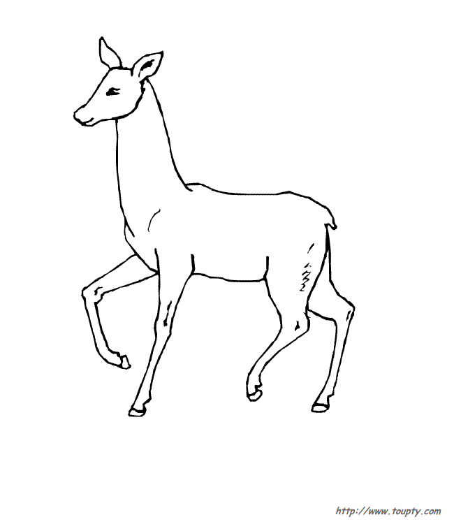 Coloring page: Doe (Animals) #1102 - Free Printable Coloring Pages
