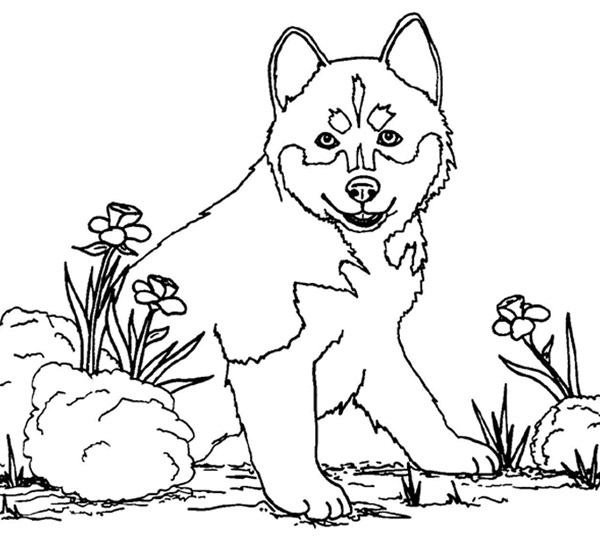 Coloring page: Dog (Animals) #61 - Free Printable Coloring Pages